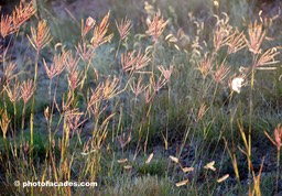 cottonsunsetplantgrass