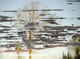 el milagrotreebird reflection