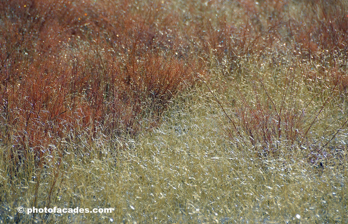 excellentshinegrasses