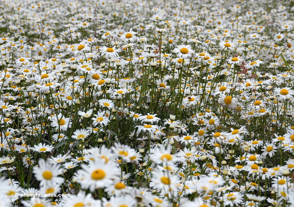 fieldedaisyflowers