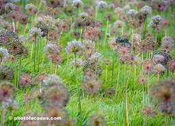 FRAYEDFLOWERONIONFIELDPLANTS