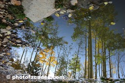 glassreflectrees