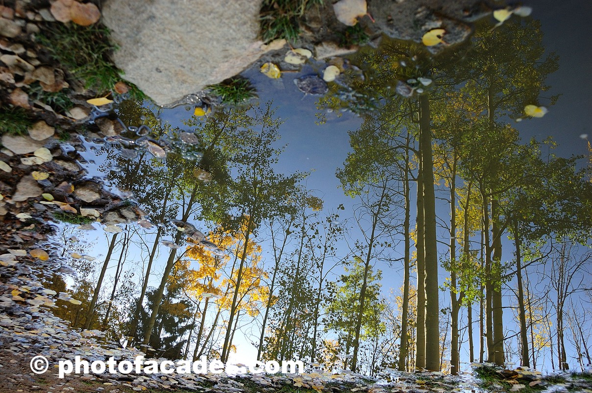 glassreflectrees