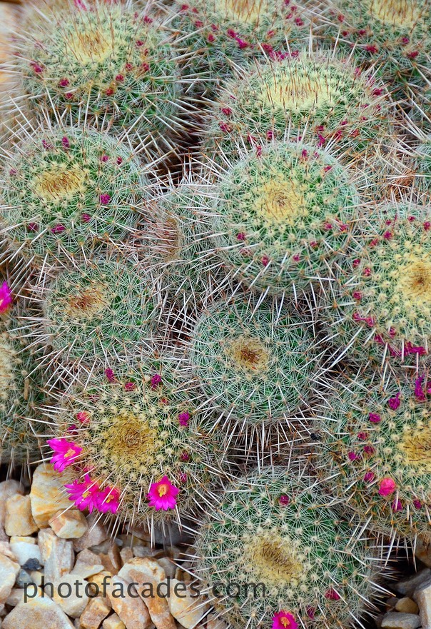 HOMETOWNCACTUSFLOWERPLANTS