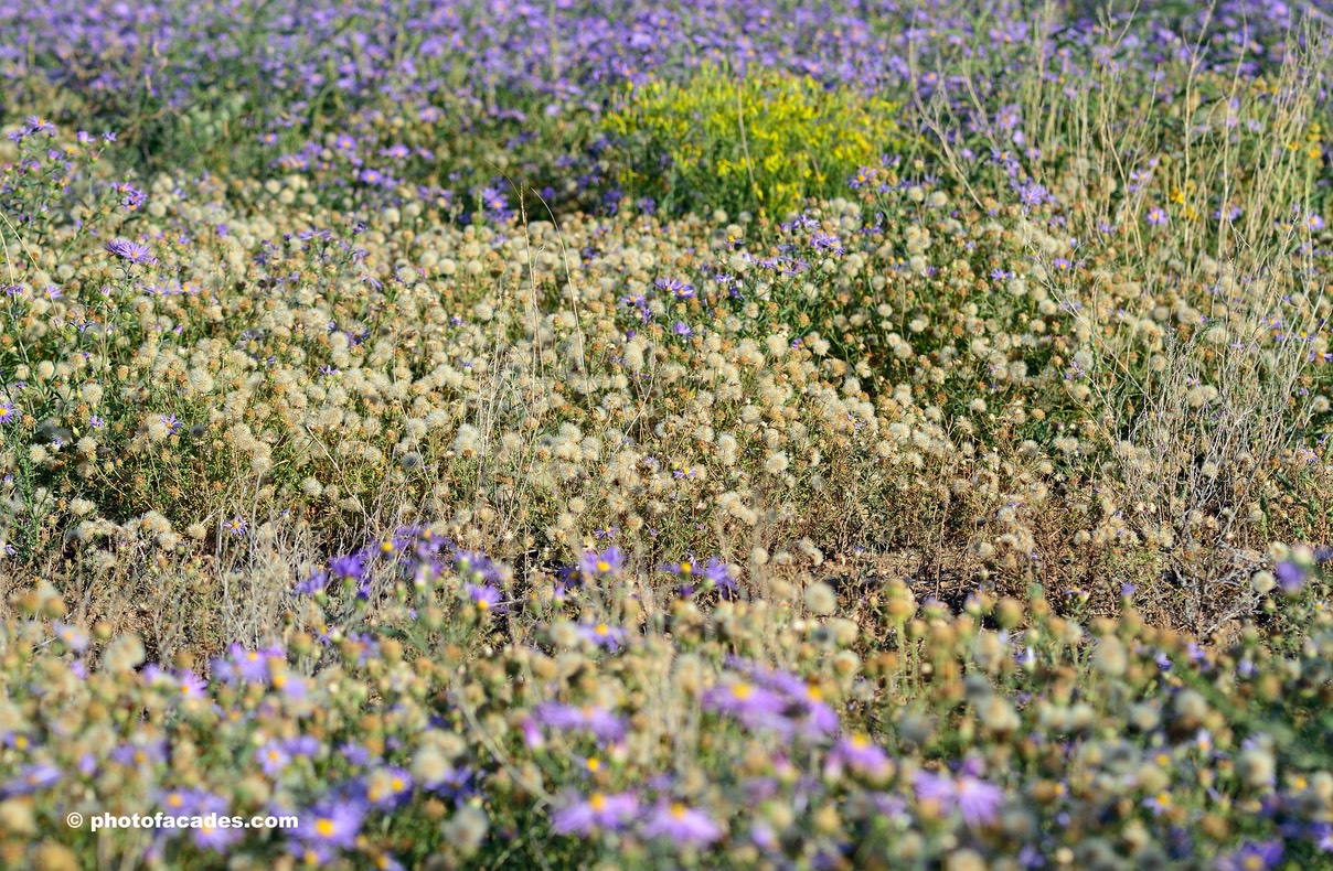 layeredflowerfieldplants