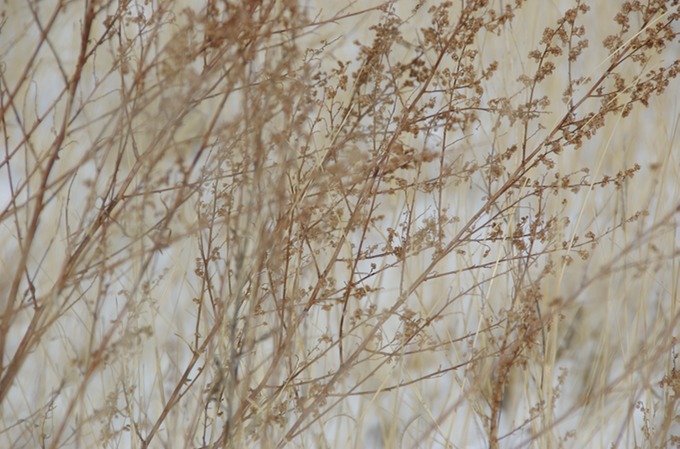 mishmash grasses