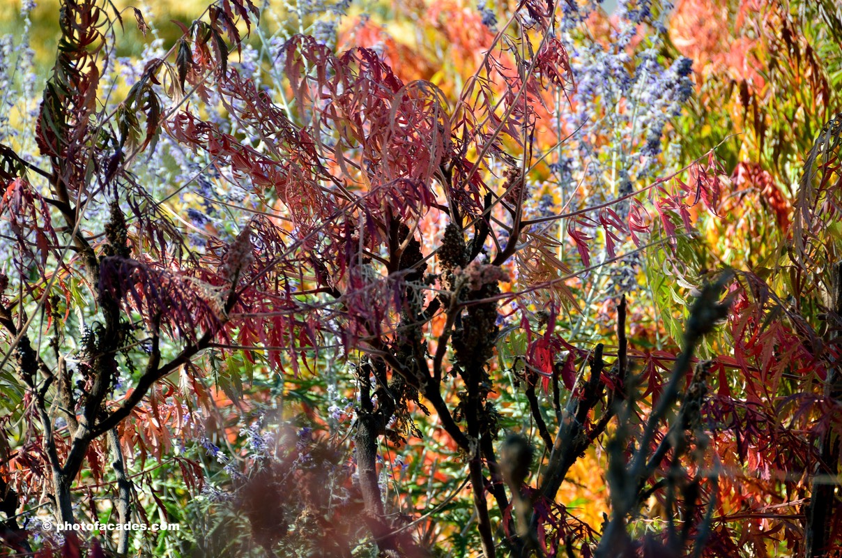 pollock2plantsn'flowers