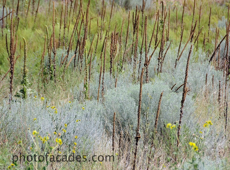 roadfeldgrassplants