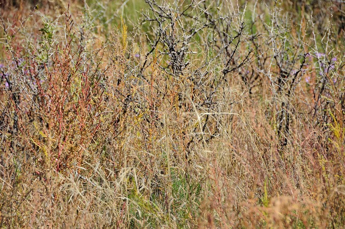 spike tamgle grass