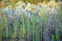 standupgreenplants