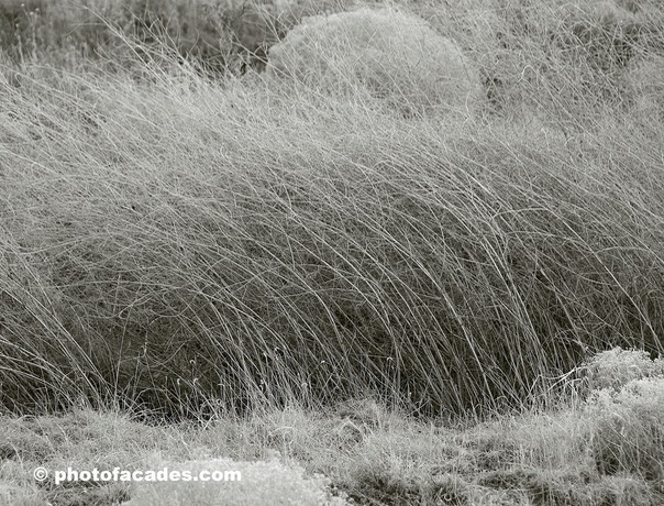 tanglegrassinviejo