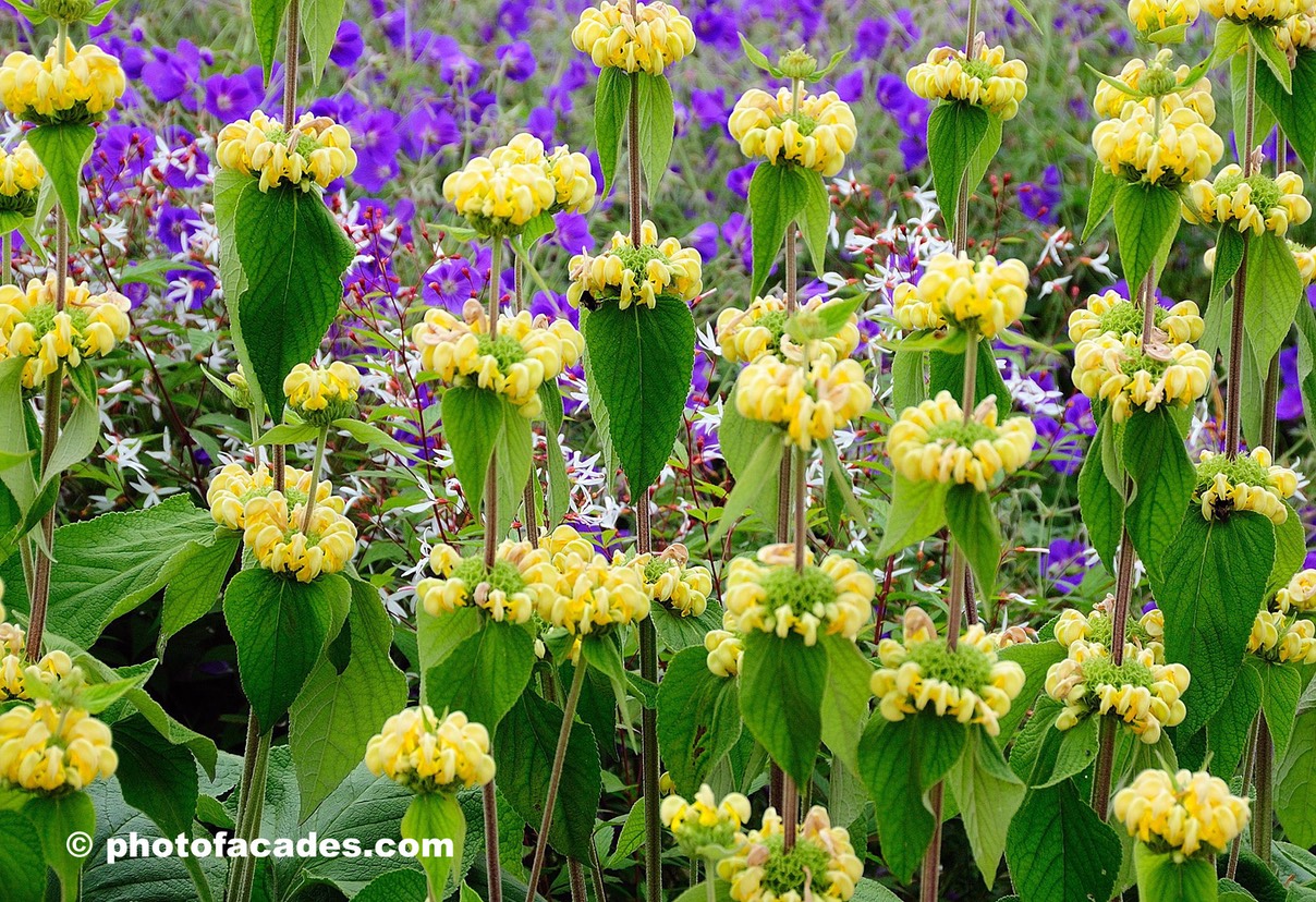 towersofyellowflowers