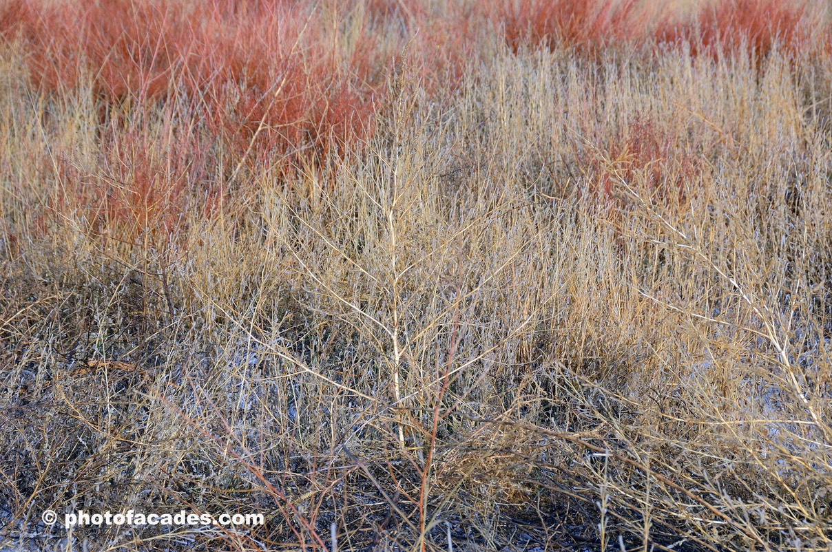 treestandwallgrass