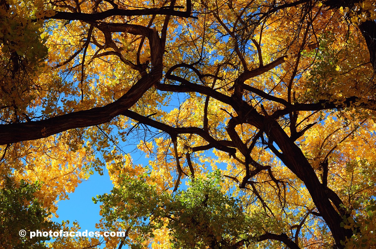 treetopsunleavestrees