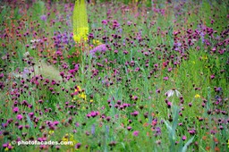 YELLOWPHEWFLOWERS